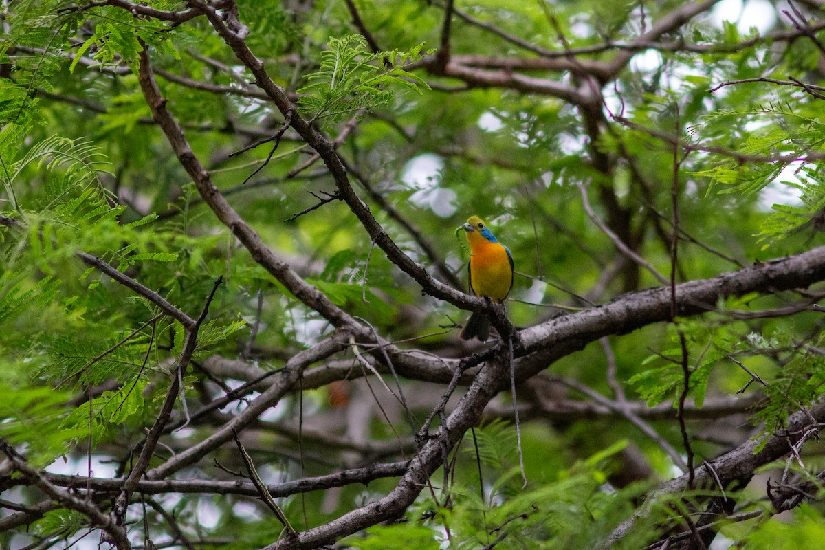 Orange-breasted Bunting - ML638612010