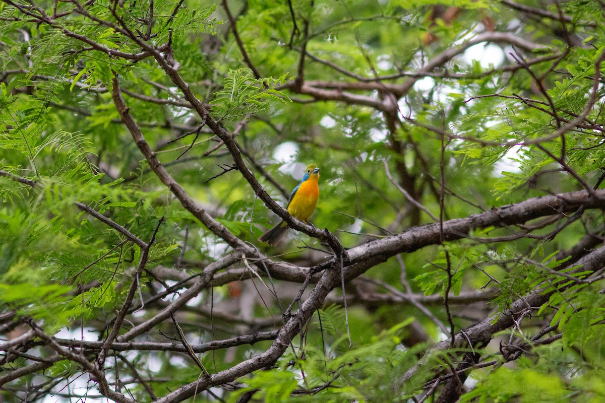 Orange-breasted Bunting - ML638612011