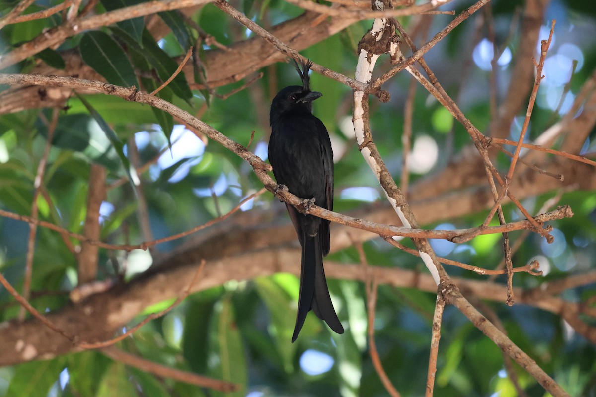 Crested Drongo - ML638612016