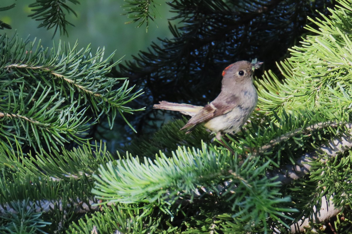 Ruby-crowned Kinglet - ML638612026