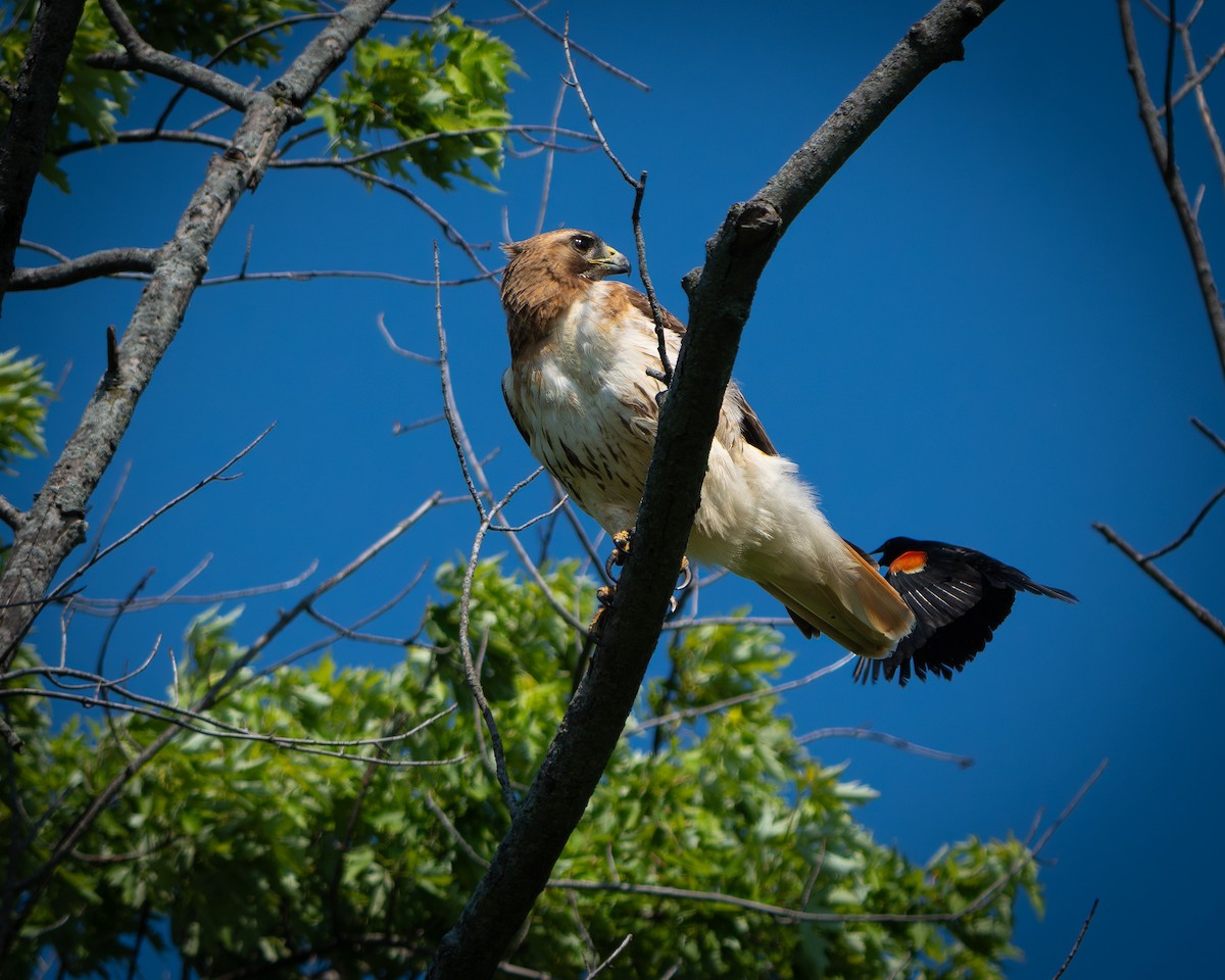 Red-tailed Hawk - ML638612030