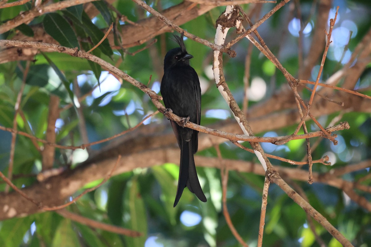 Crested Drongo - ML638612032