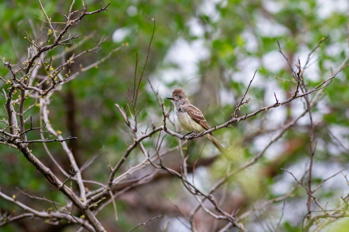 Nutting's Flycatcher - ML638612040