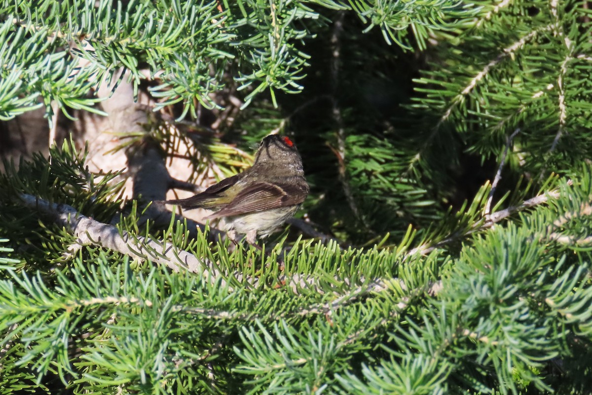 Ruby-crowned Kinglet - ML638612043