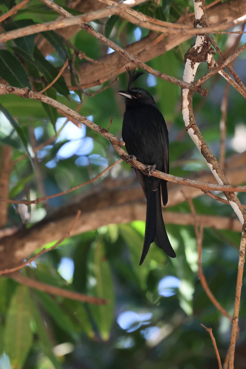 Crested Drongo - ML638612046
