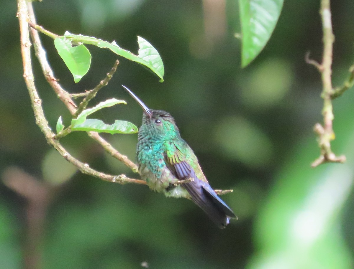 Blue-vented Hummingbird - ML638612048
