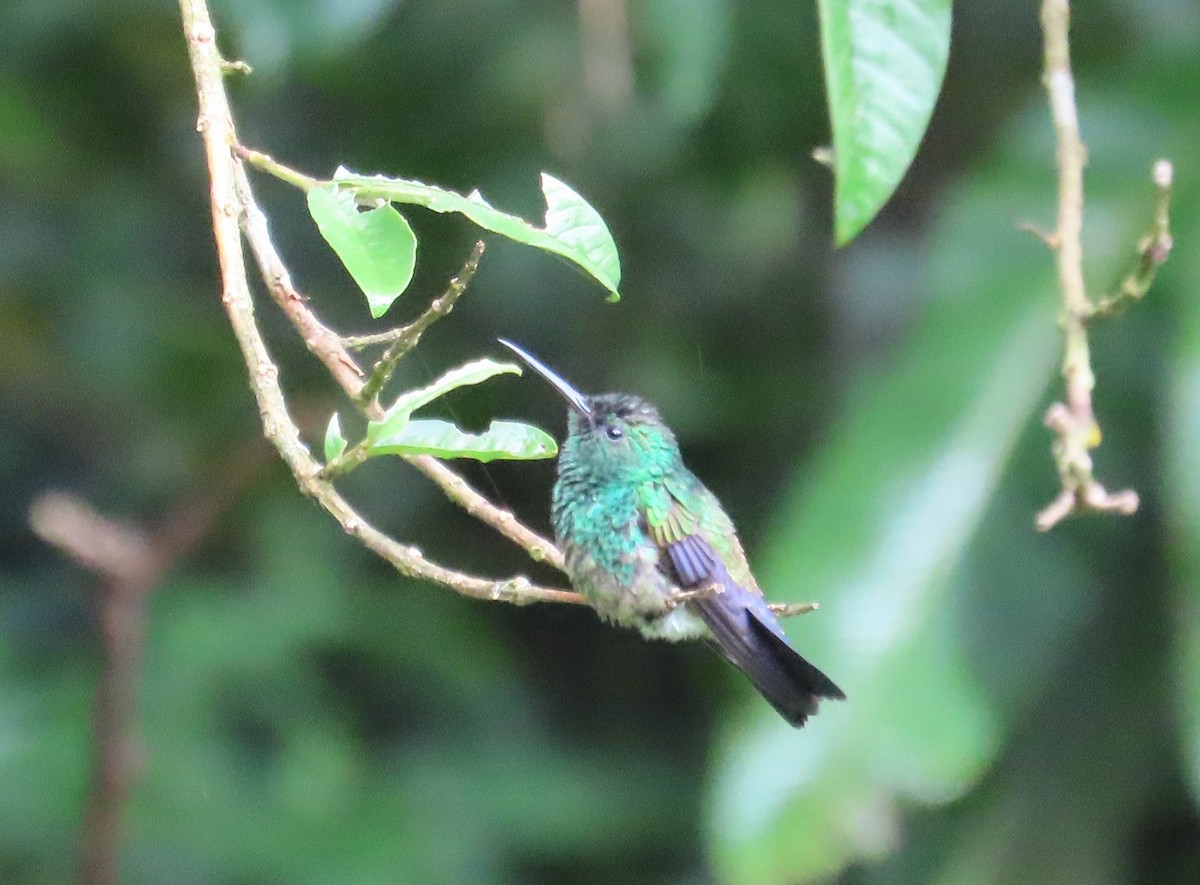 Blue-vented Hummingbird - ML638612049