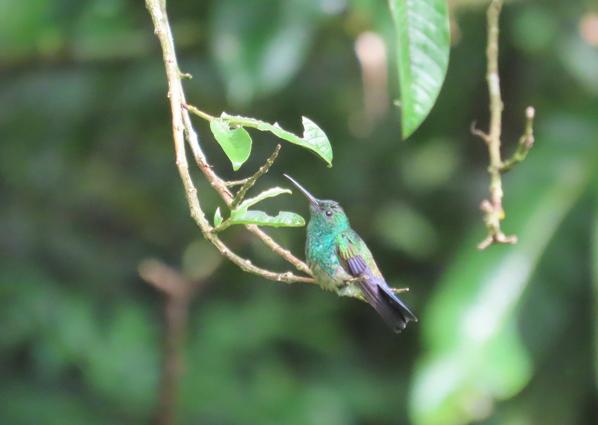 Blue-vented Hummingbird - ML638612050