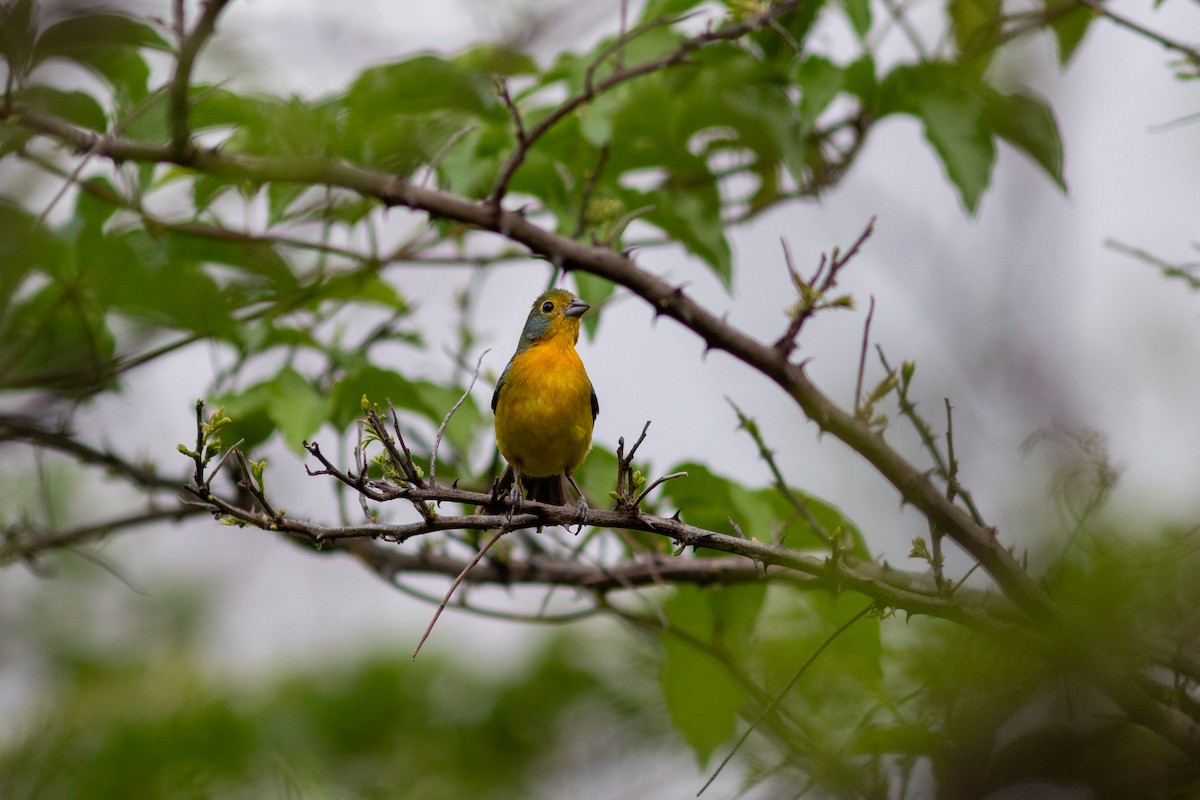 Orange-breasted Bunting - ML638612053