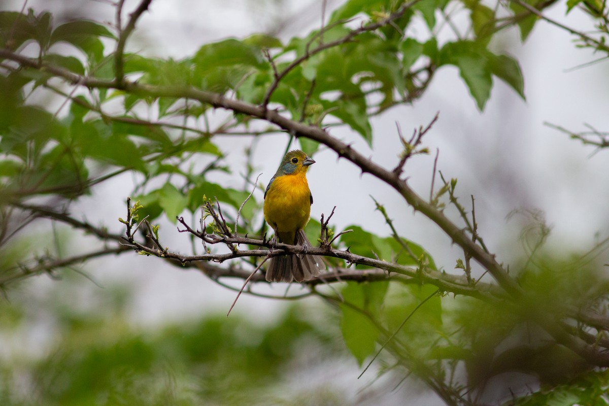 Orange-breasted Bunting - ML638612054