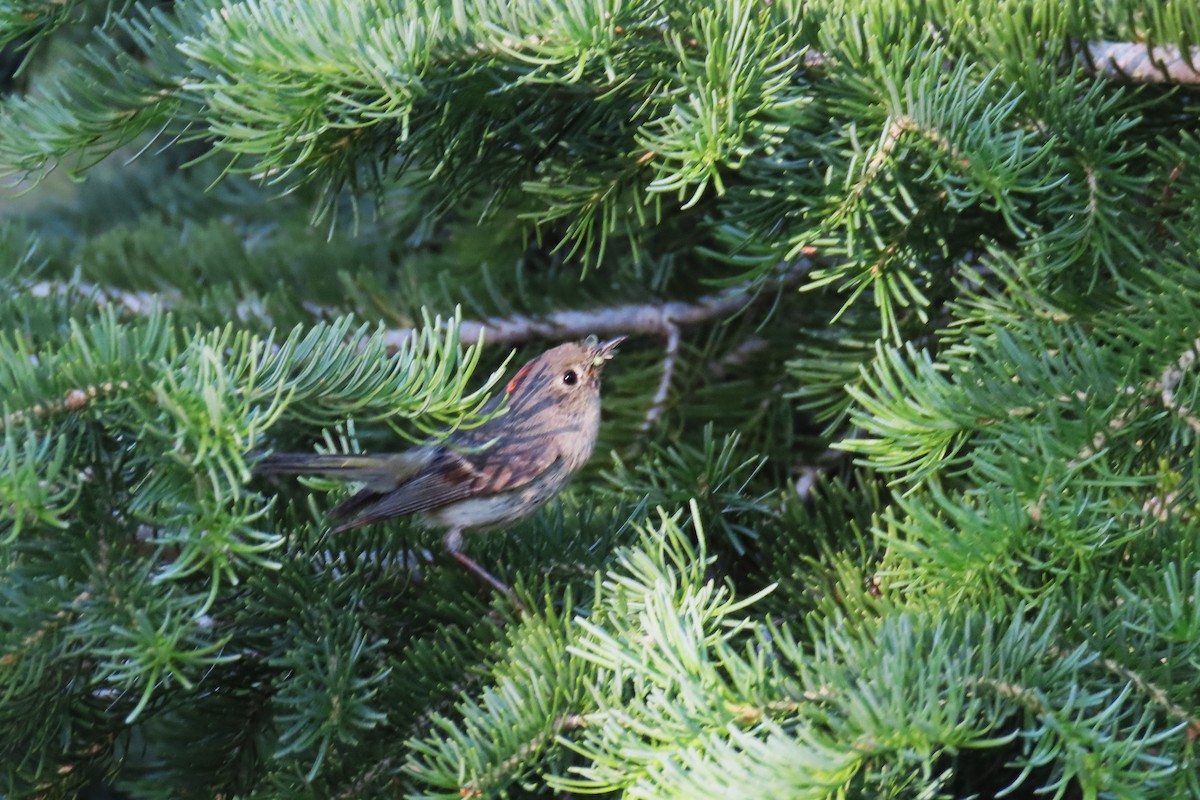 Ruby-crowned Kinglet - ML638612062