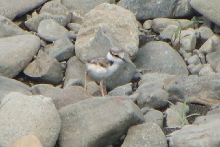 Long-billed Plover - ML638612085