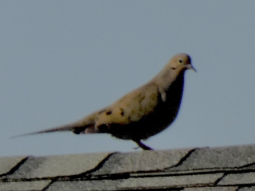Mourning Dove - ML638612118