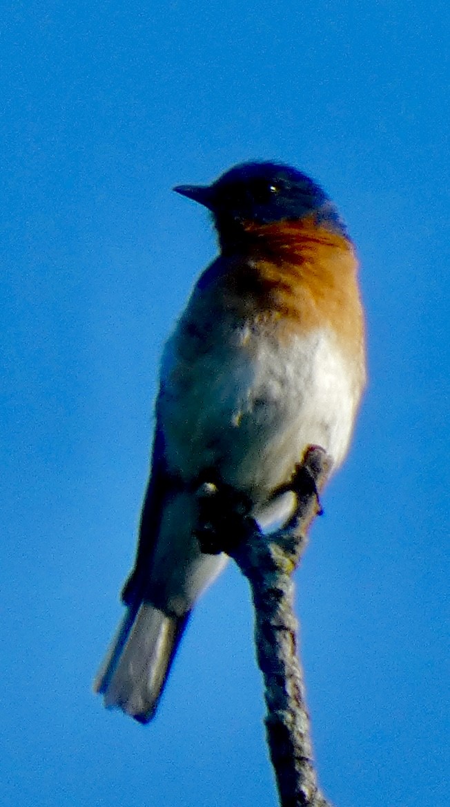 Eastern Bluebird - ML638612151