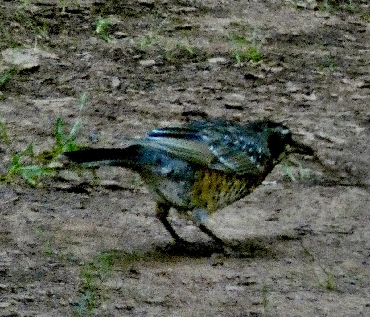 American Robin - ML638612159