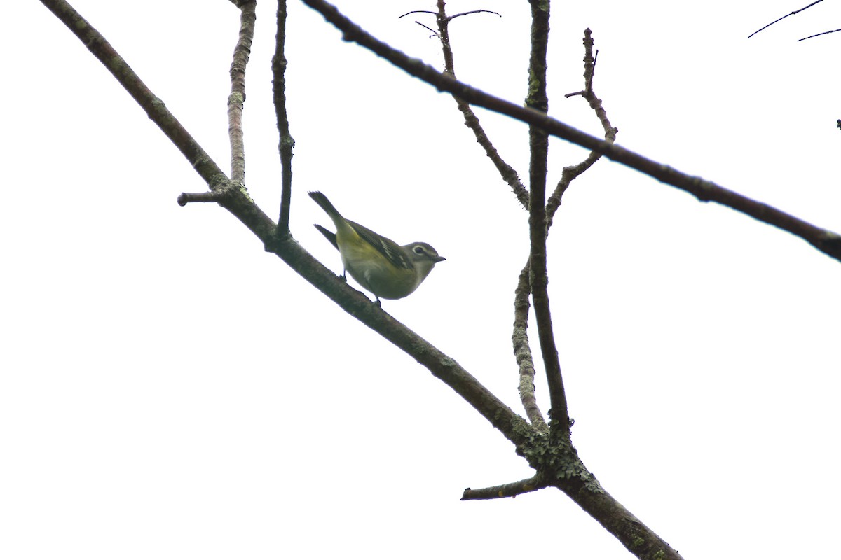 Blue-headed Vireo - ML638612165