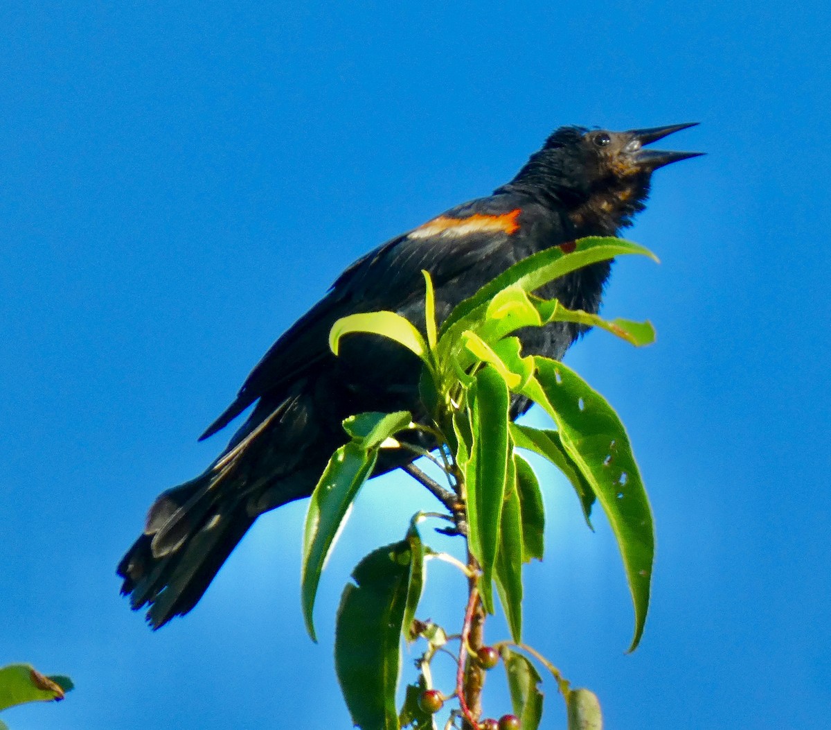 Red-winged Blackbird - ML638612170