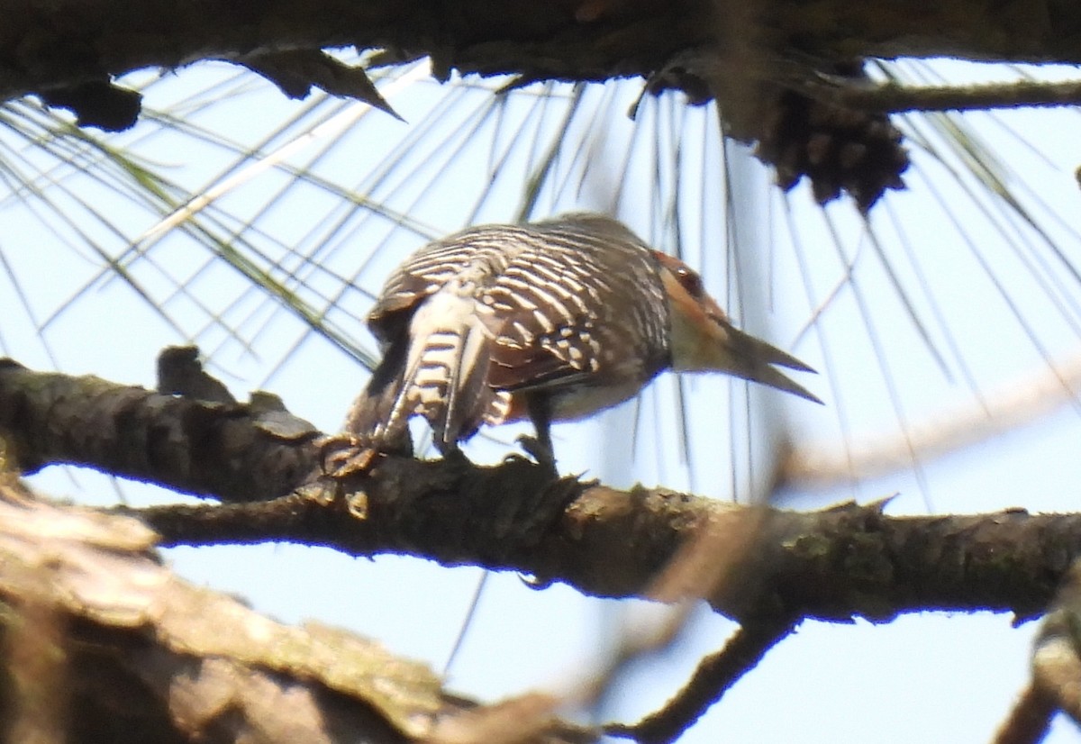 Red-bellied Woodpecker - ML638612181