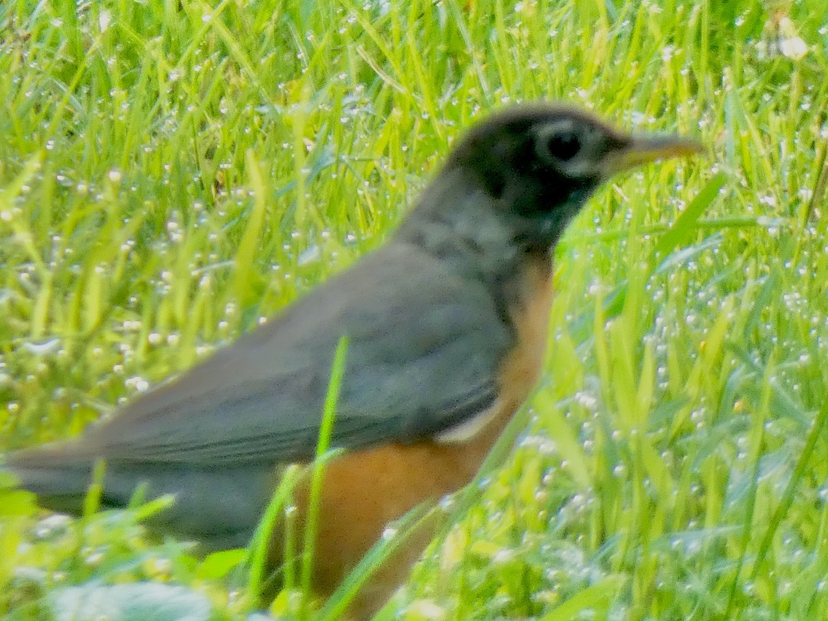 American Robin - ML638612237