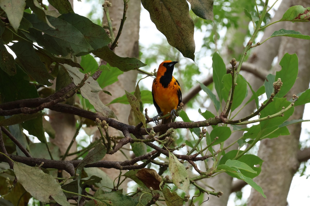 Spot-breasted Oriole - ML638612245