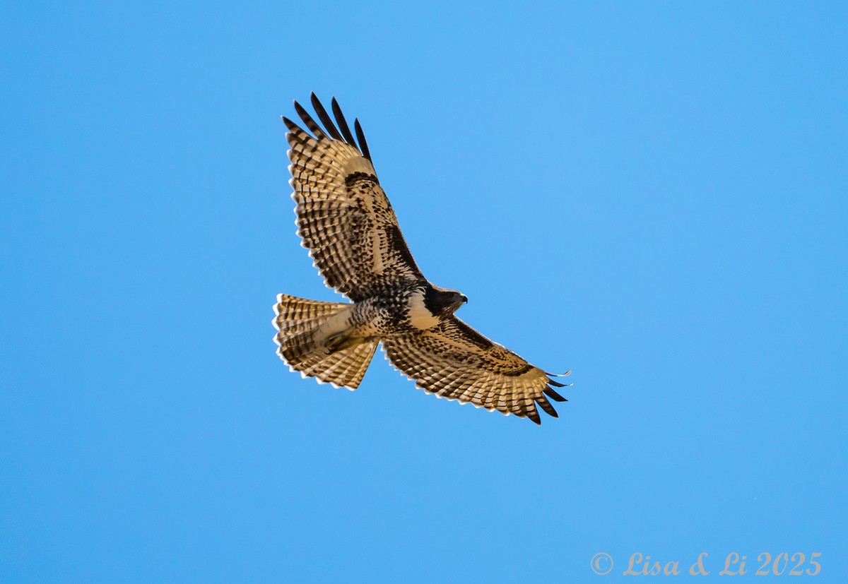 Red-tailed Hawk - ML638612249