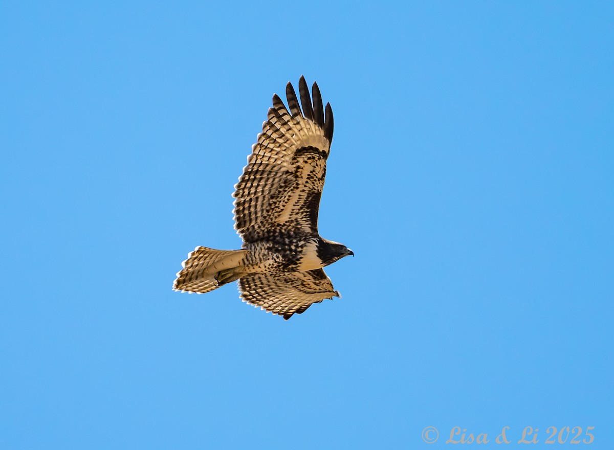 Red-tailed Hawk - ML638612250