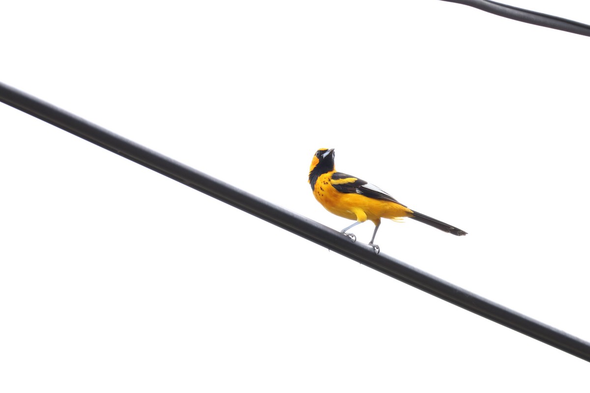 Spot-breasted Oriole - ML638612272