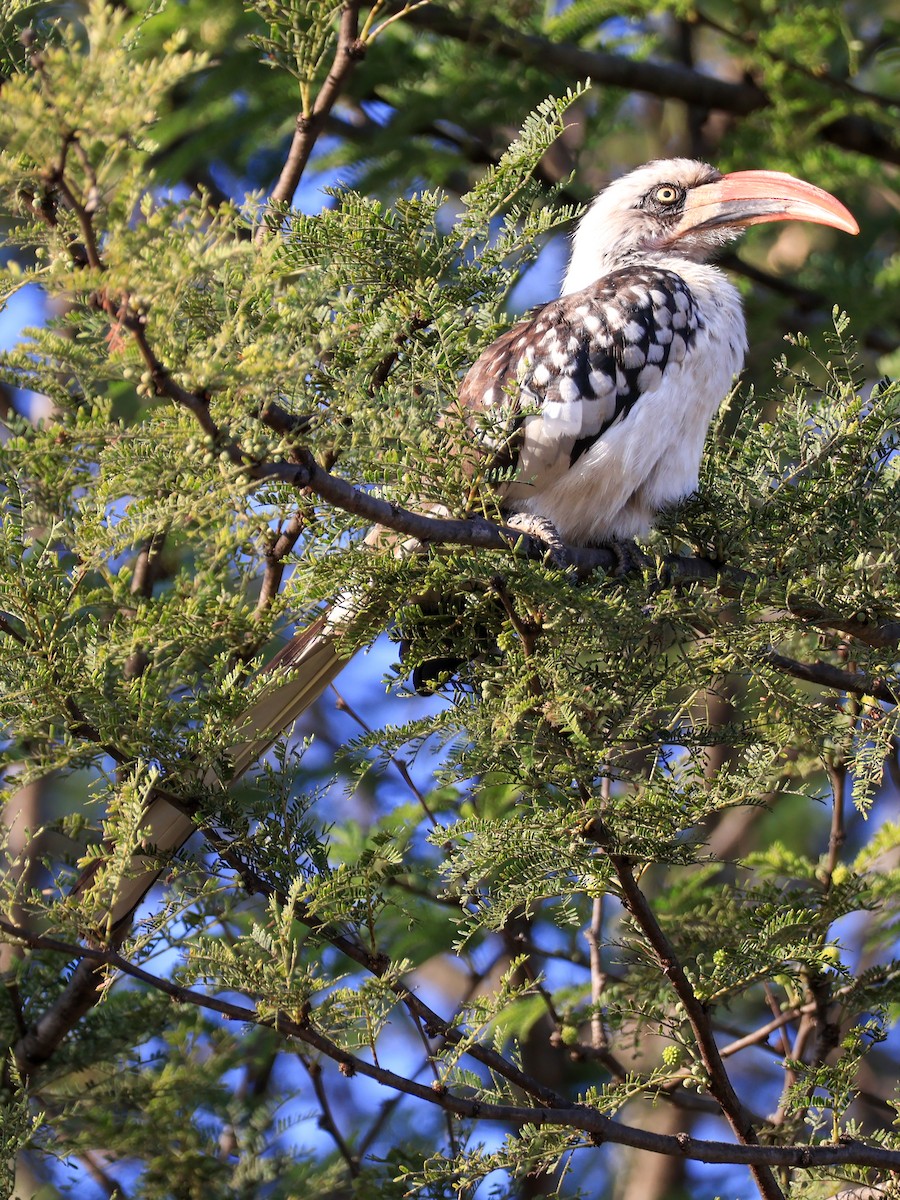 Northern Red-billed Hornbill - ML638612287