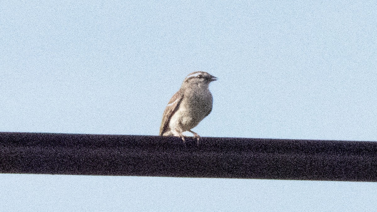 Chipping Sparrow - ML638612291