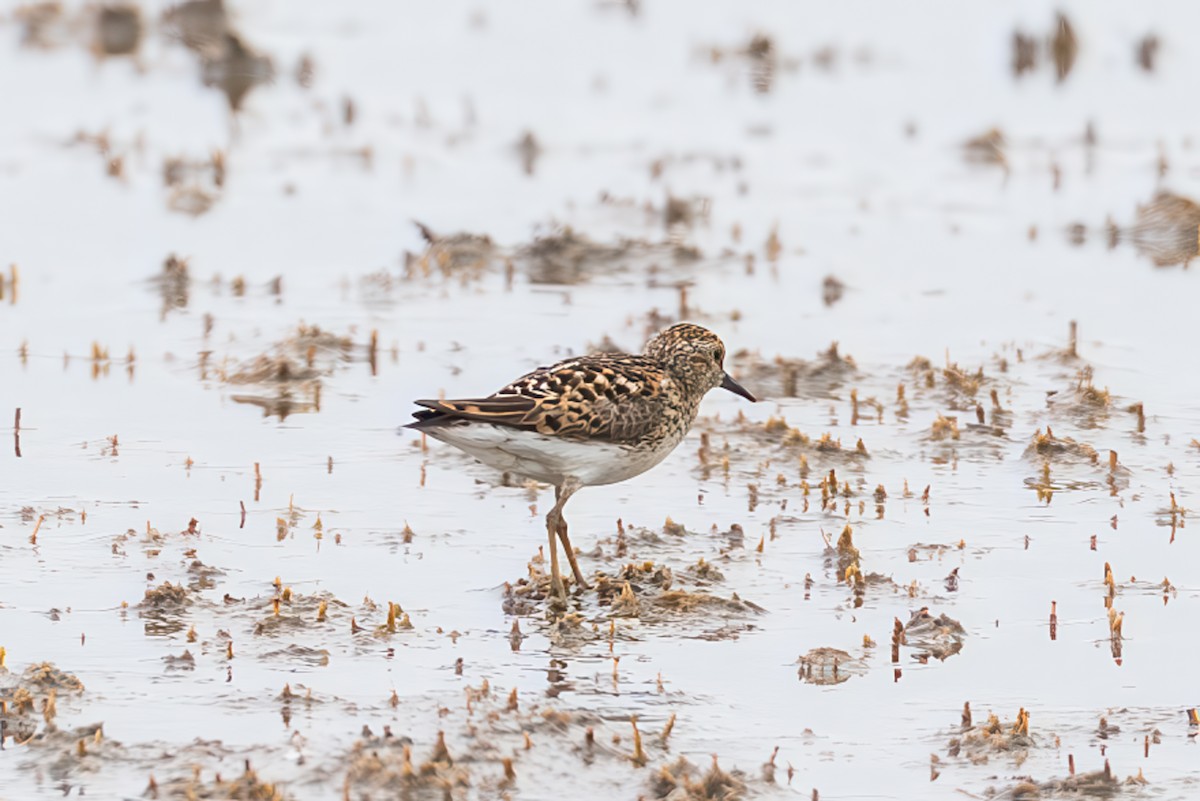 Least Sandpiper - ML638612309