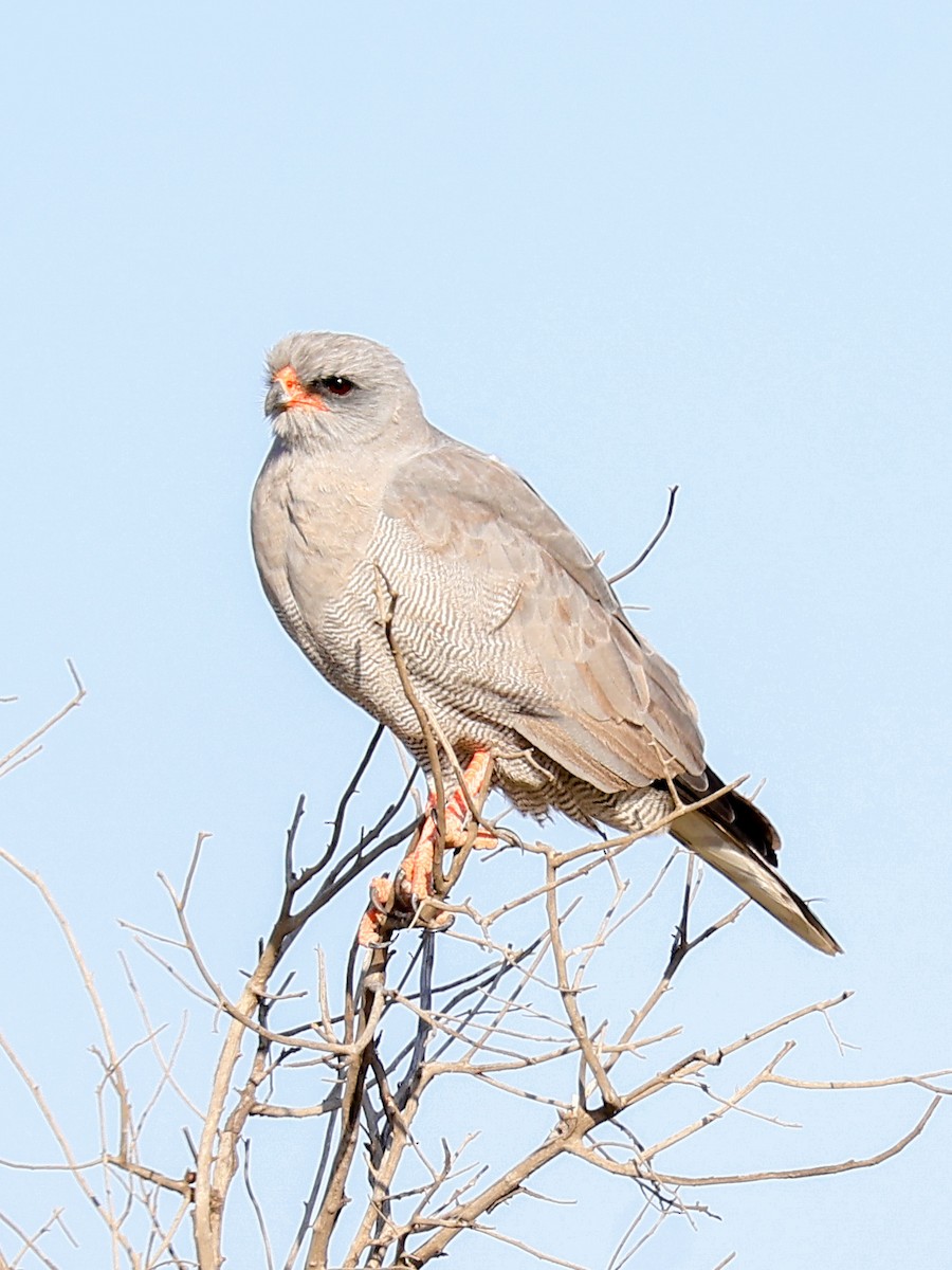 Dark Chanting-Goshawk - ML638612315