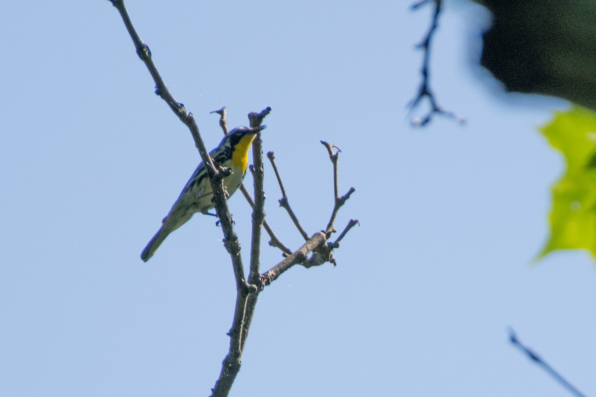 Yellow-throated Warbler - ML638612343