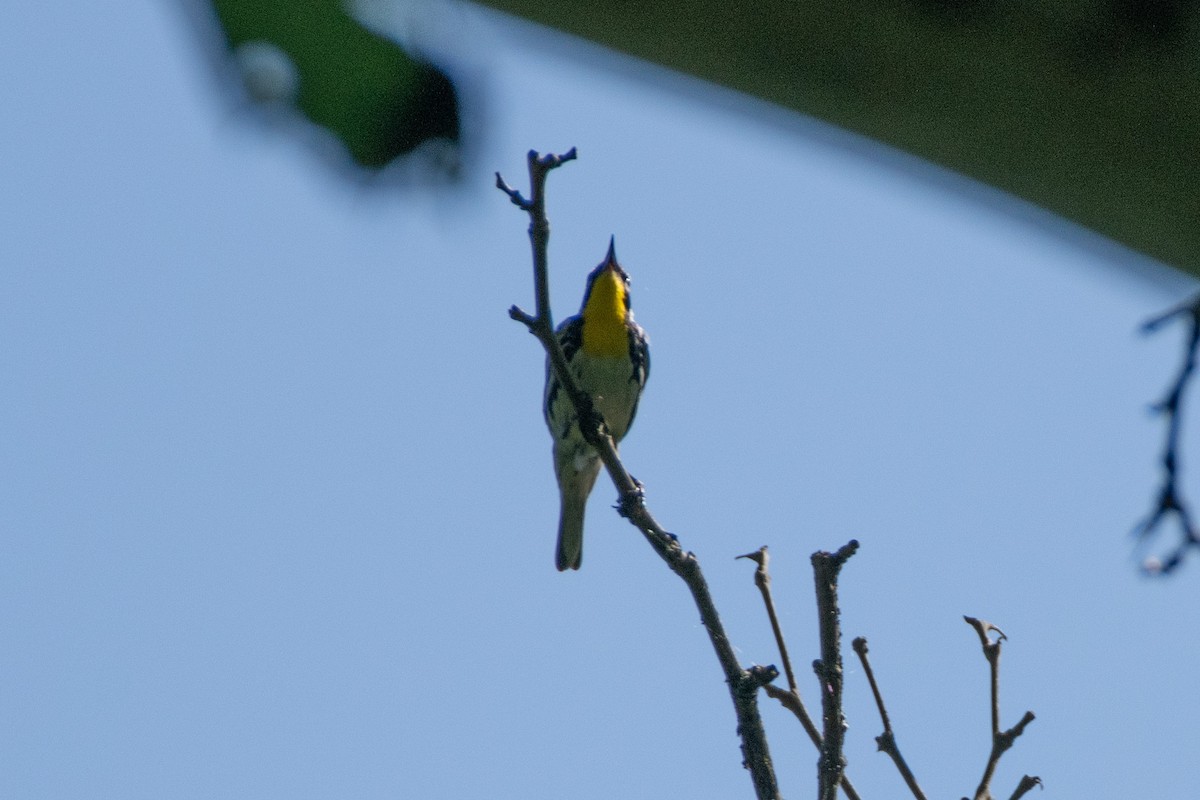 Yellow-throated Warbler - ML638612345