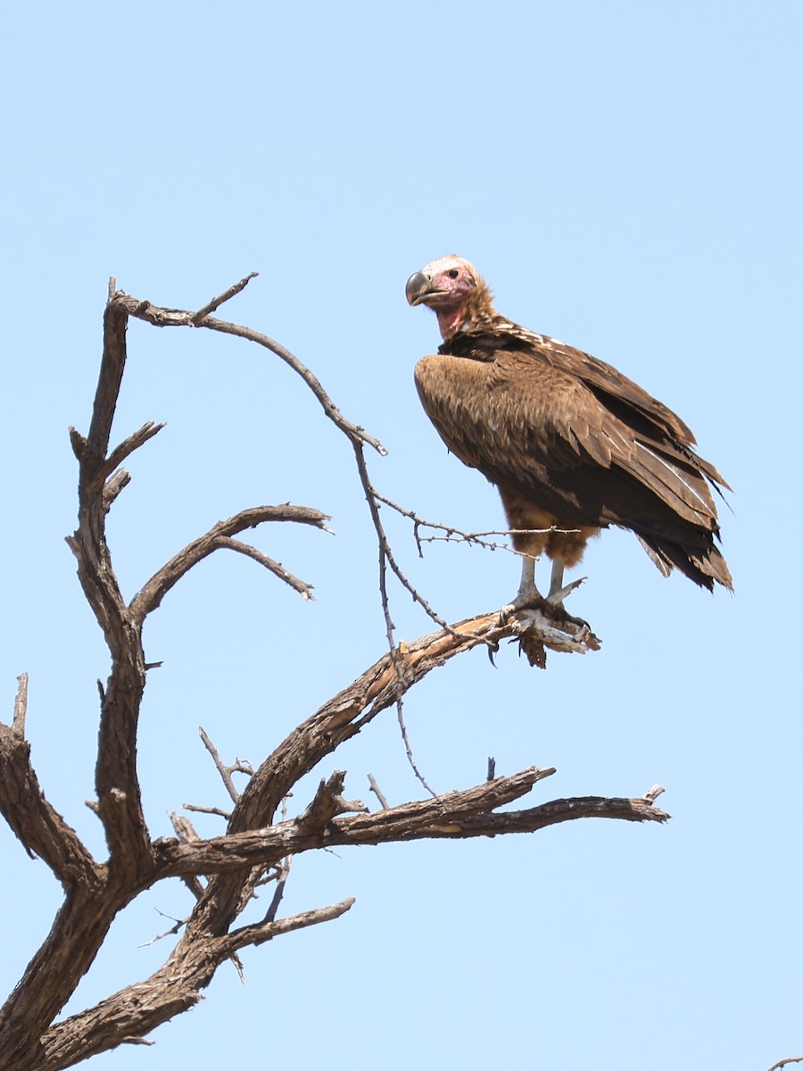 Hooded Vulture - ML638612355