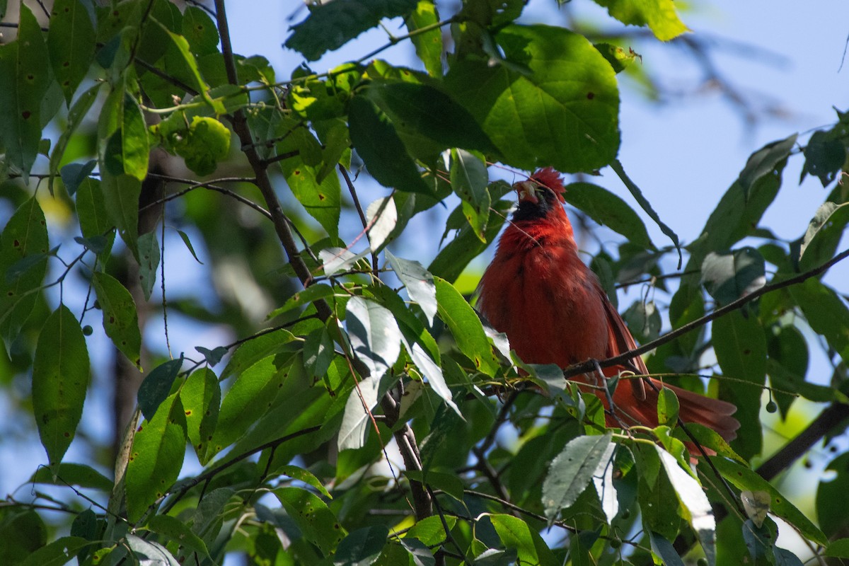 Northern Cardinal - ML638612357