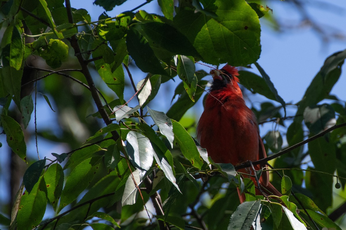 Northern Cardinal - ML638612364