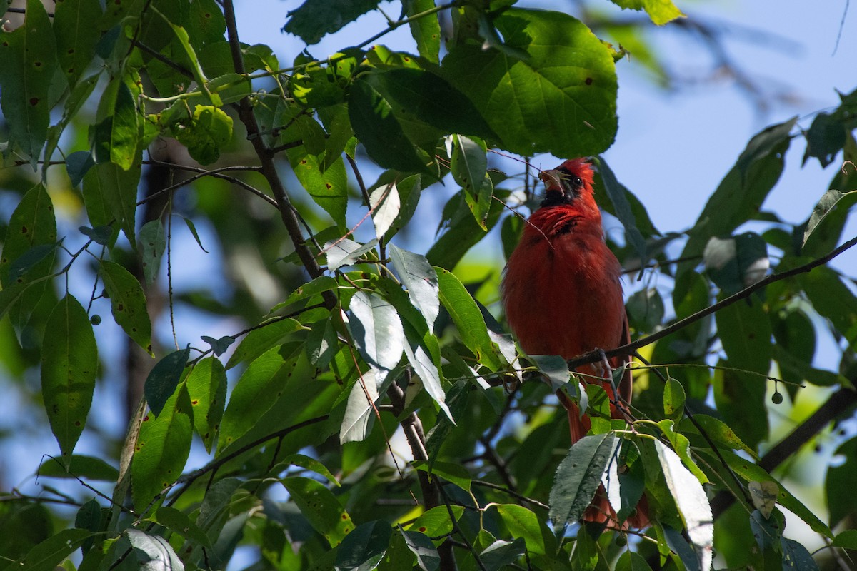 Northern Cardinal - ML638612367