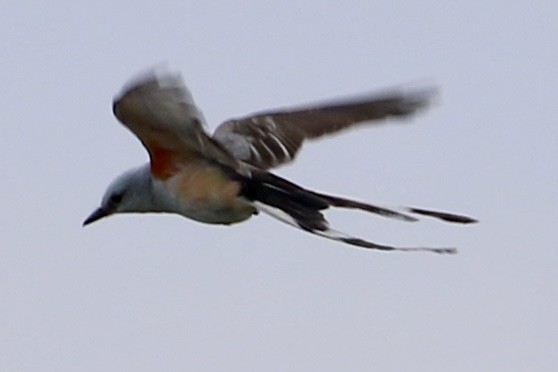 エンビタイランチョウ - ML638612371