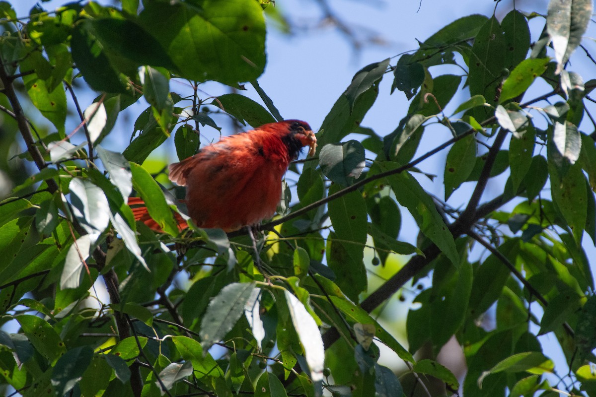 Northern Cardinal - ML638612372