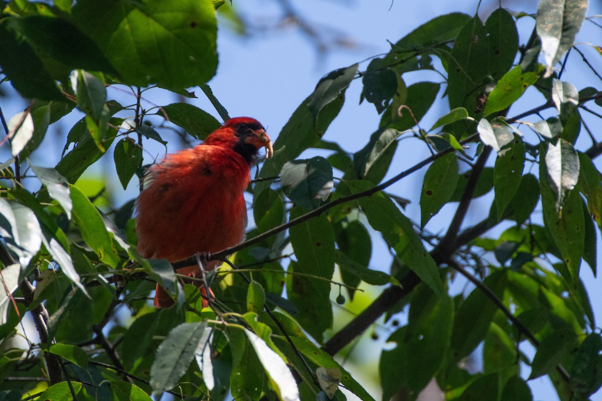 Northern Cardinal - ML638612375