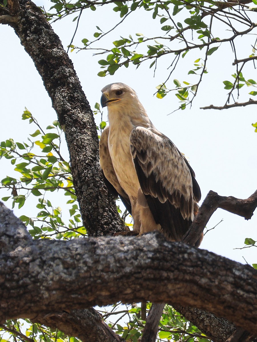 Tawny Eagle - ML638612376