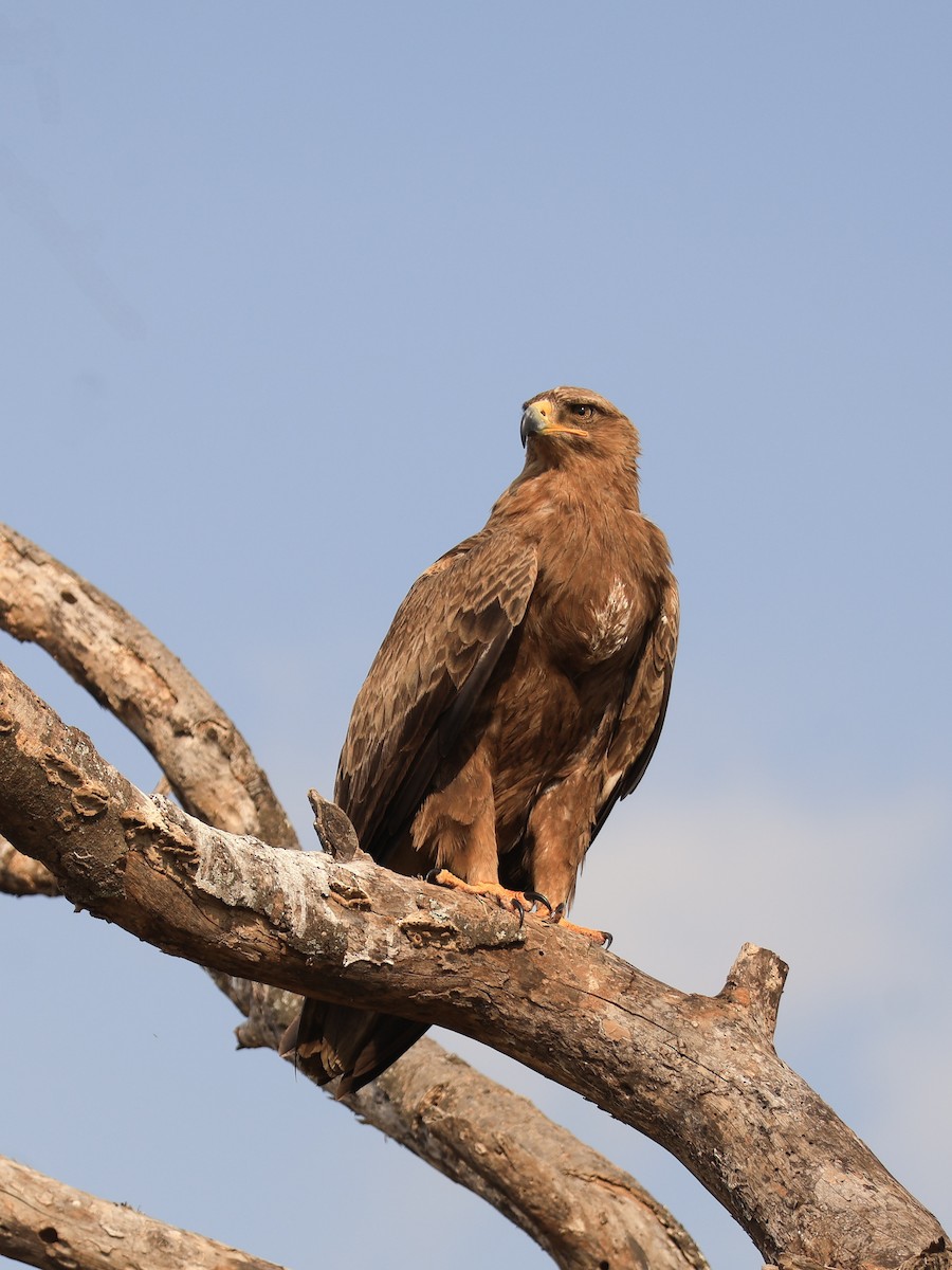 Tawny Eagle - ML638612386