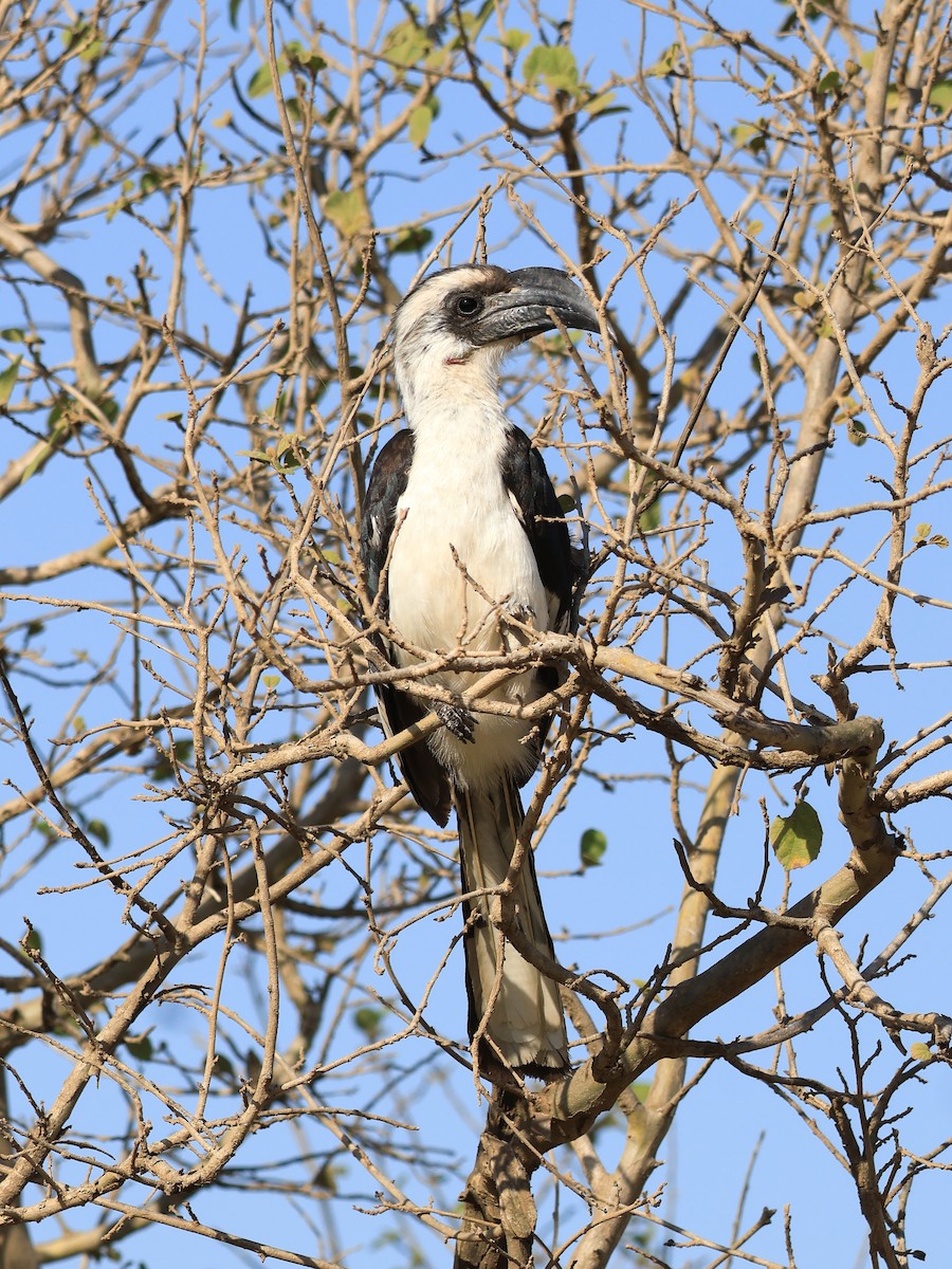 Von der Decken's Hornbill - ML638612400
