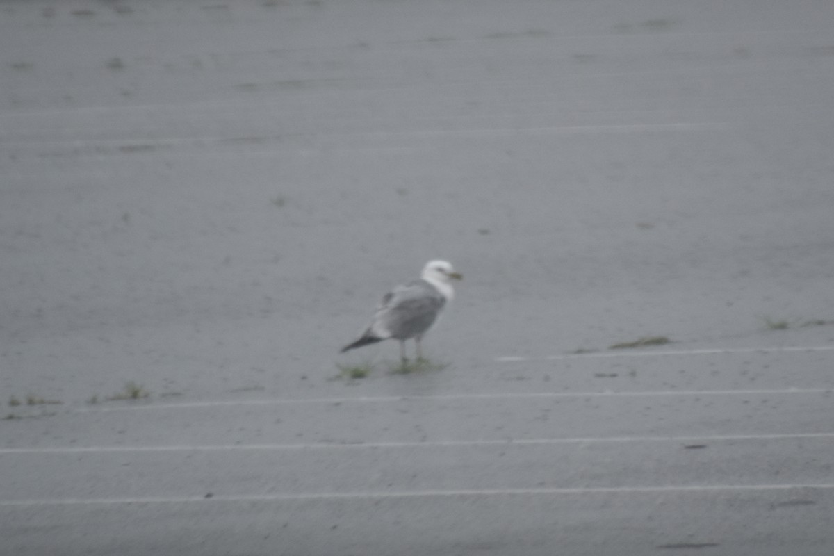 Ring-billed Gull - ML638612404