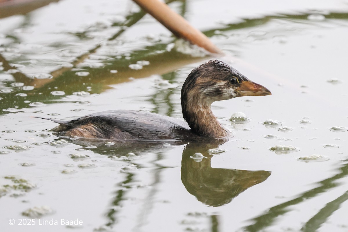 Pied-billed Grebe - ML638612474