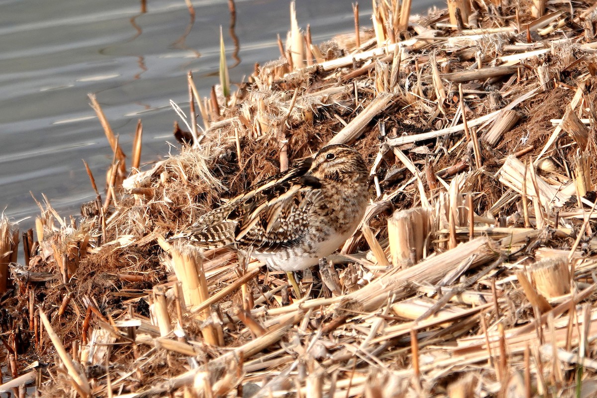 Common Snipe - ML638612495