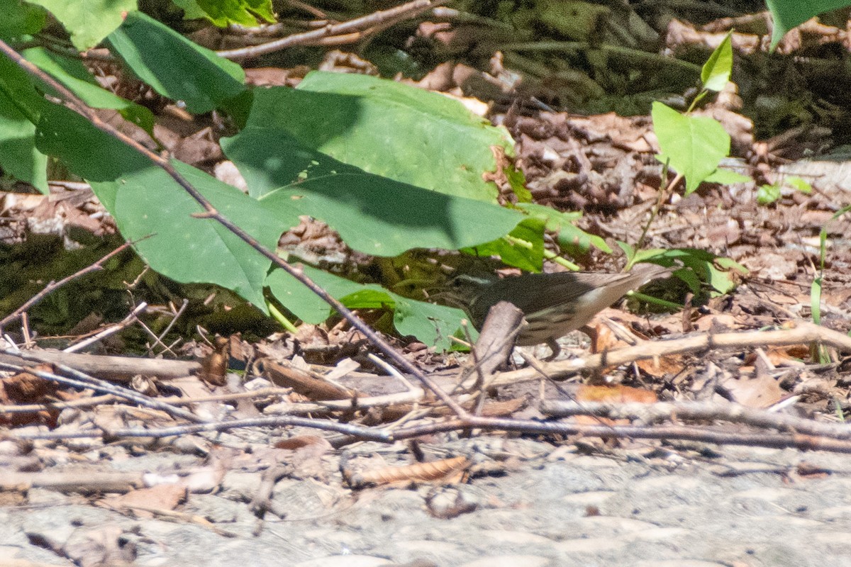Louisiana Waterthrush - ML638612500