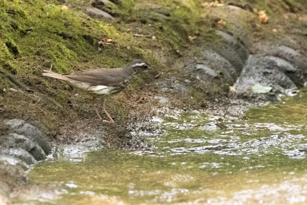 Louisiana Waterthrush - ML638612507