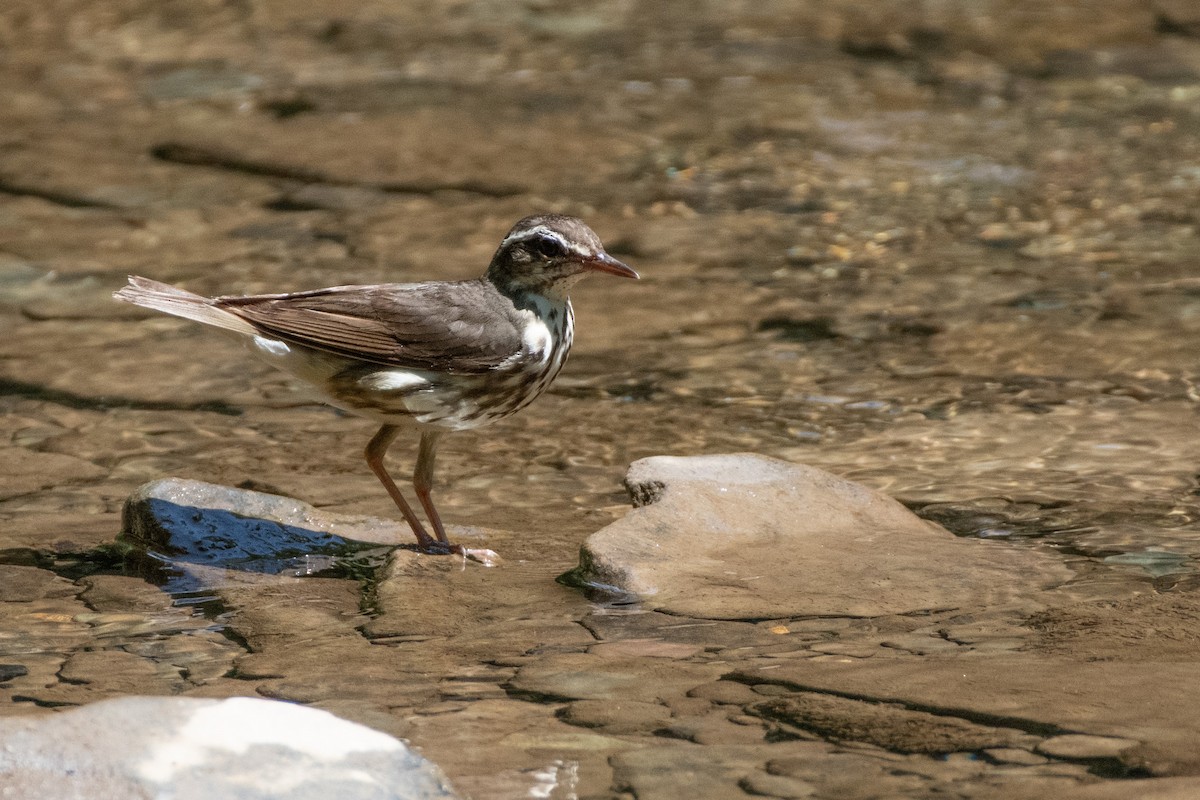 Louisiana Waterthrush - ML638612520