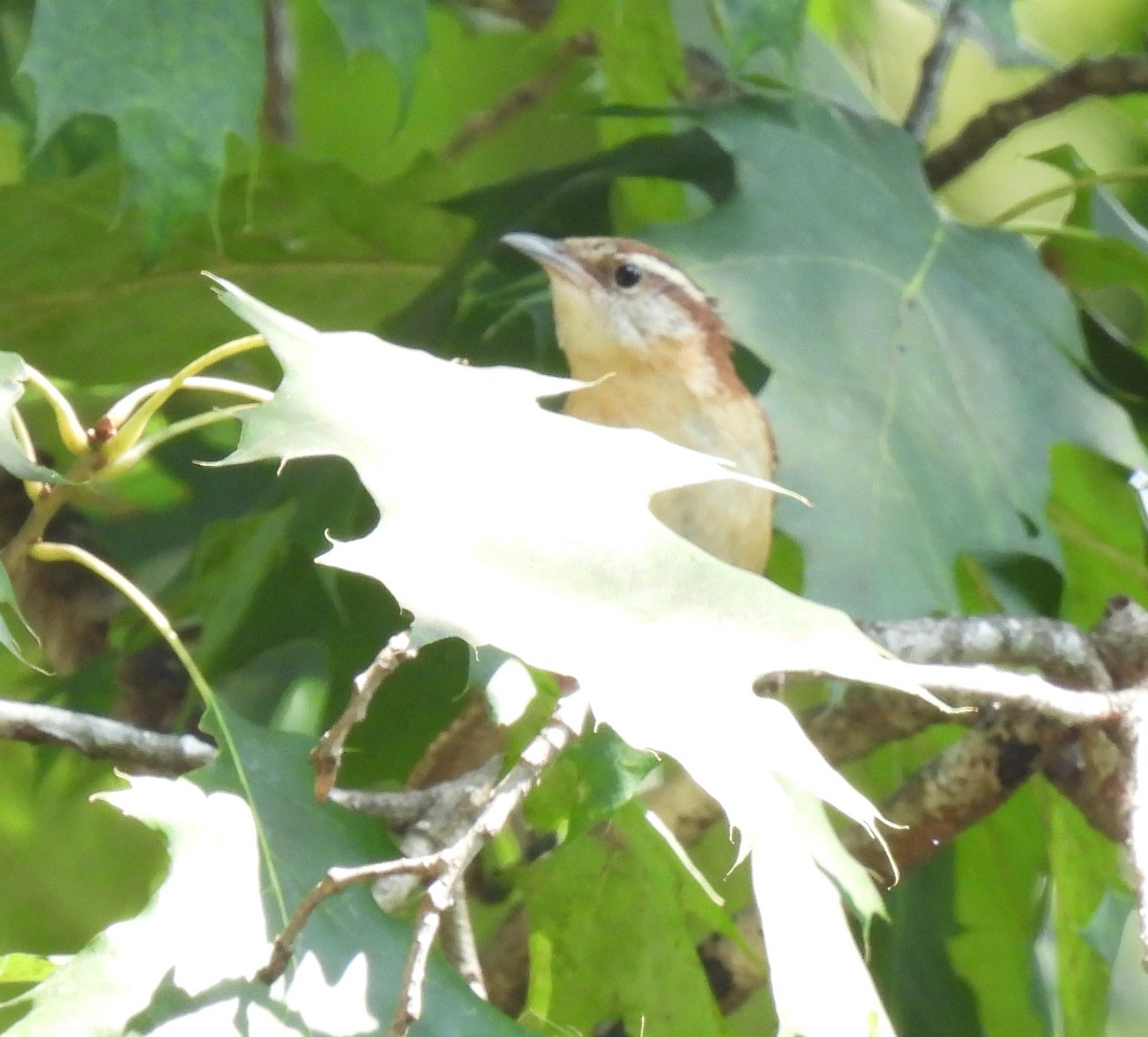 Carolina Wren - ML638612522